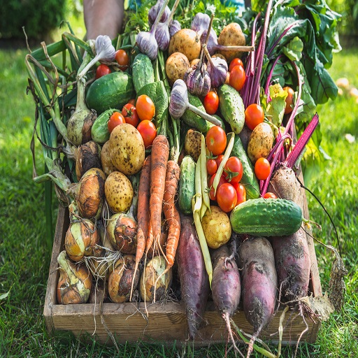 Organic Vegetables